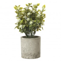 White Daisy Plant In Pot