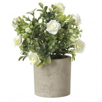 White Rose Plant In Pot