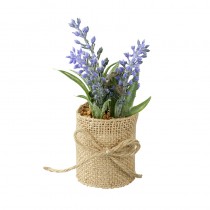 Lavender In Pot