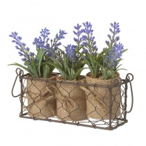 Three Lavendar Pots In Wire Fencing