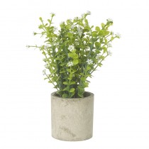 White Flower Plant In Pot