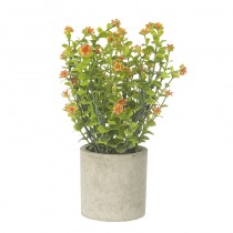 Flower Plant In Pot
