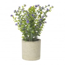 Flower Plant In Pot