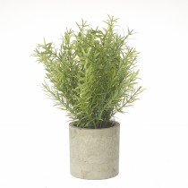 Green Plant In Pot