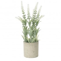Tall Flower Plant In Pot