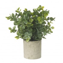 Eucalyptus Plant In Pot