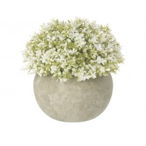Small White Plant In Pot