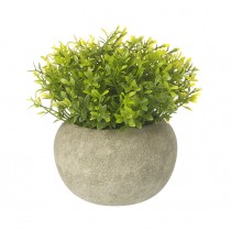 Small Green Plant In Pot