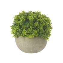 Small Green Plant In Pot
