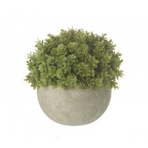 Small Green Plant In Pot
