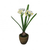 Potted Daffodils
